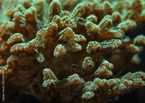 Underwater photo  close up of green blue coral emitting fluorescent light. Abstract marine background.