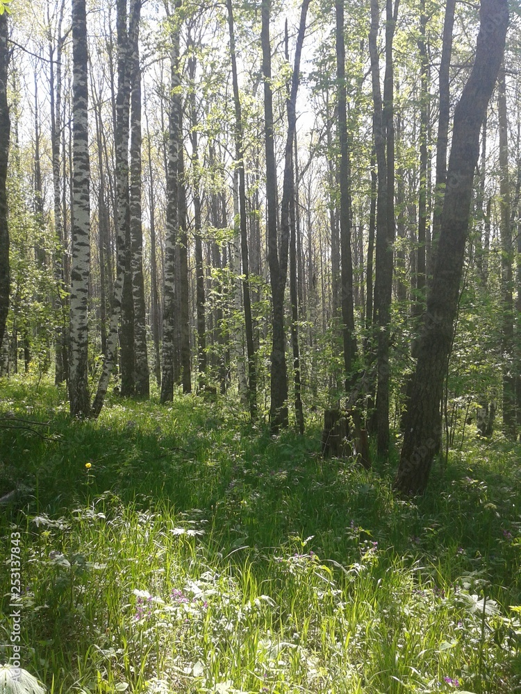 Obraz premium nature, forest, greenery, flowers, sun