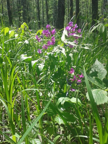 nature, forest, greenery, flowers, sun