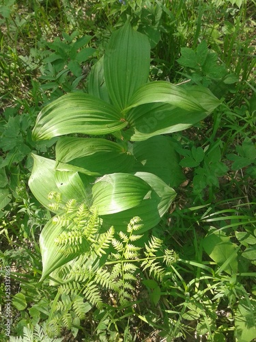 nature, forest, greenery, flowers, sun