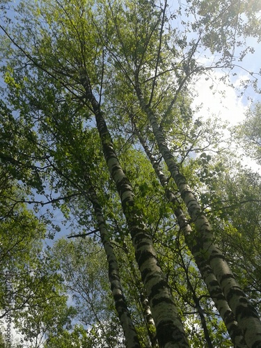 nature, forest, greenery, flowers, sun