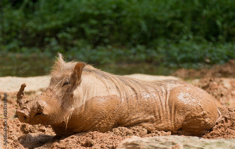 Fototapeta premium The common warthog ,Phacochoerus africanus, enjoyes a mudbath in the sun.