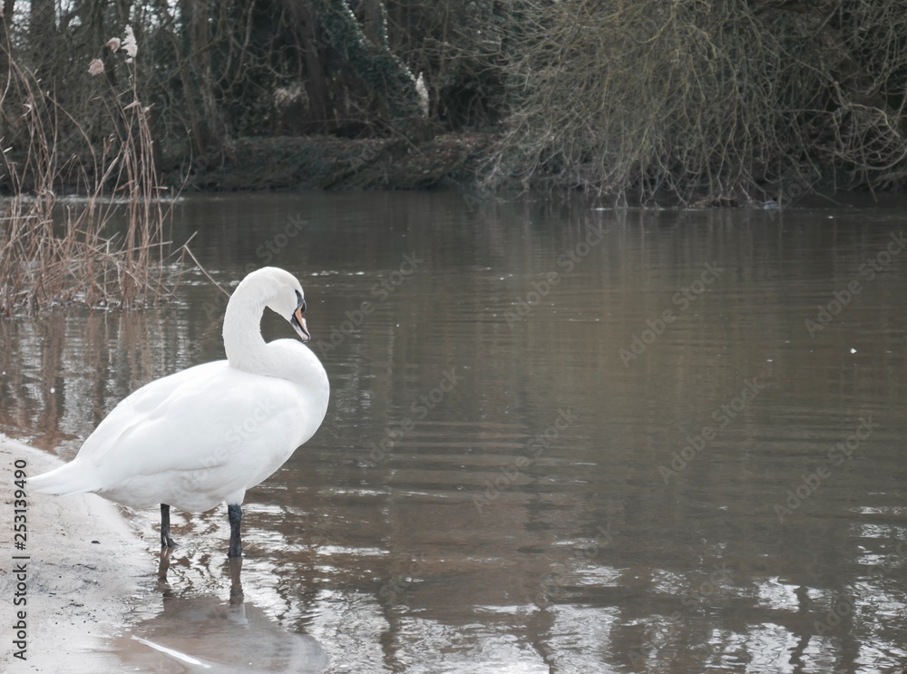 Naklejka premium swan