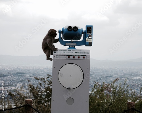 Photography baby monkey