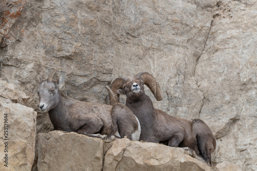 An adult male Bighorn sheep ´Ovis canadensis´, laying on top of a rocky ridge with Ewe in lamar Valley Yellowstone National Park.