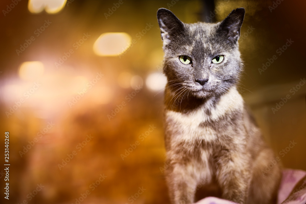 Obraz premium Cat looking at camera