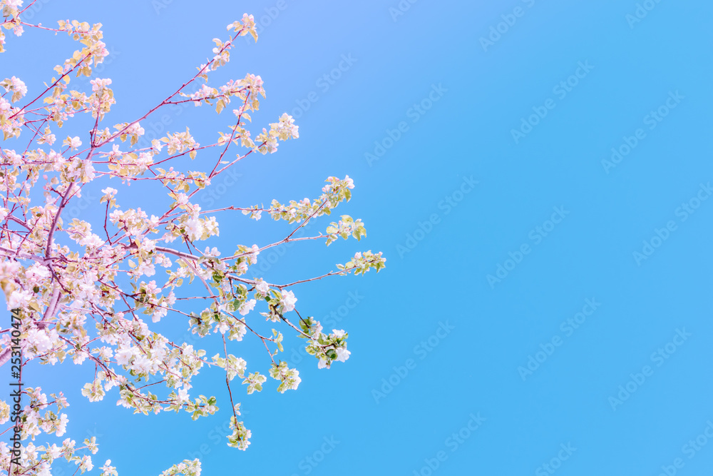 Blooming spring branches of cherry in the blue sky Blooming spring branches of cherry in the blue sky