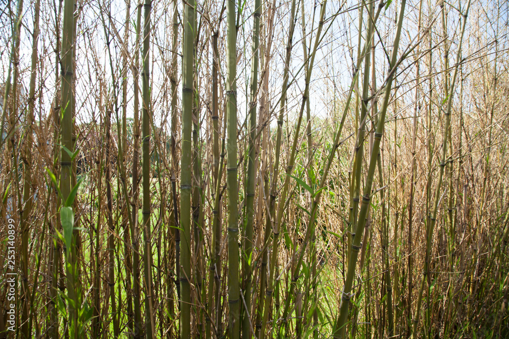 Bamboo wall Bamboo wall