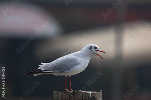 Piccolo gabbiano -uccello acquatico bianco