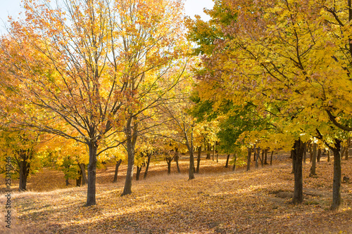 Autumn maple leaves carpet