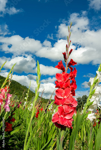 Red and white Gladioli in a field with blue sky and white clouds on a beautiful summers day photo