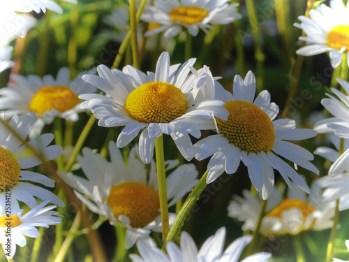 beautiful spring flowers collection