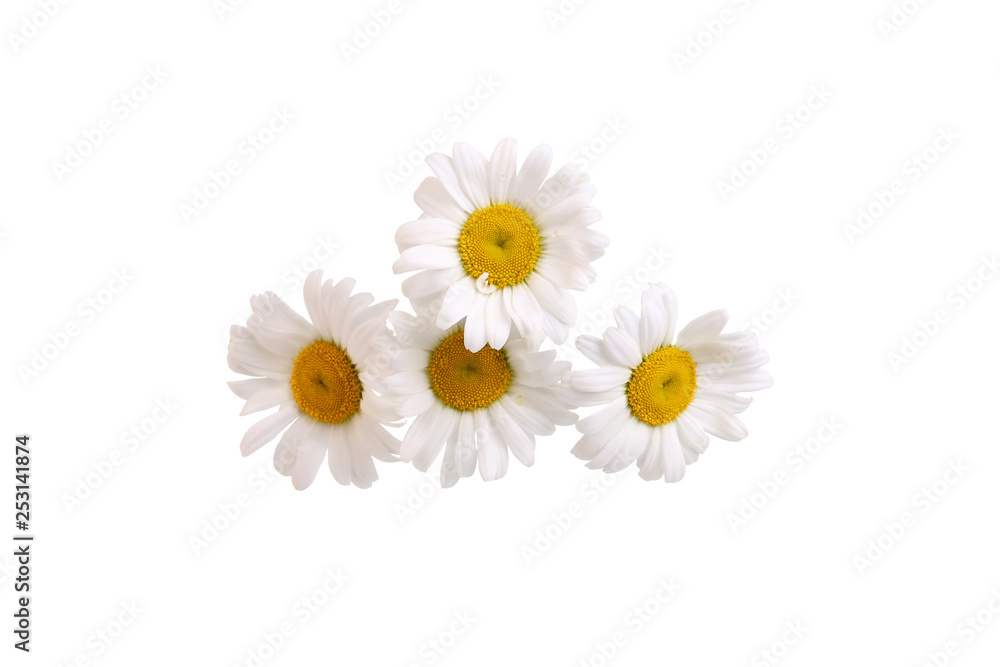 custom made wallpaper toronto digitalchamomile flowers isolated on white background