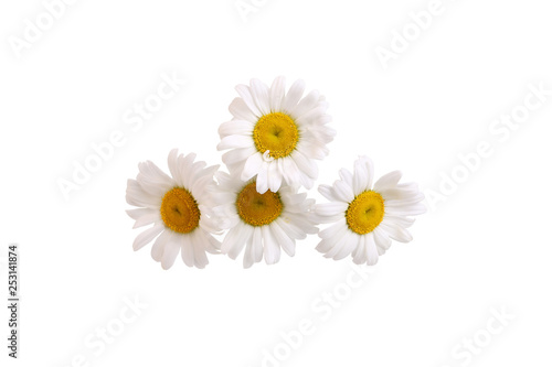 Wallpaper Mural chamomile flowers isolated on white background Torontodigital.ca