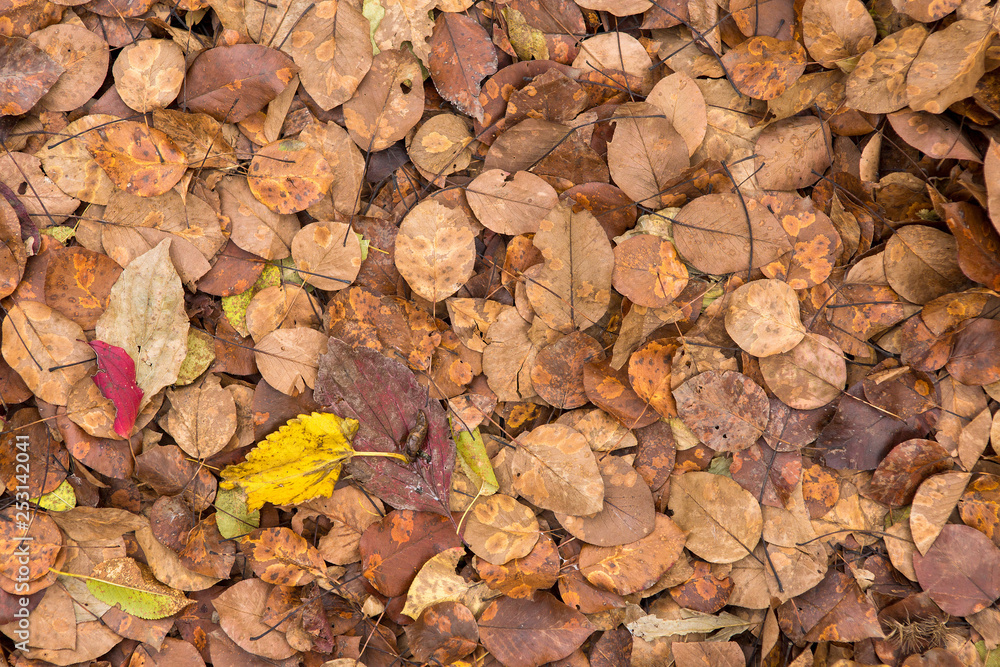 Red and Orange Autumn Leaves Background, Golden autumn in warm colors Red and Orange Autumn Leaves Background, Golden autumn in warm colors