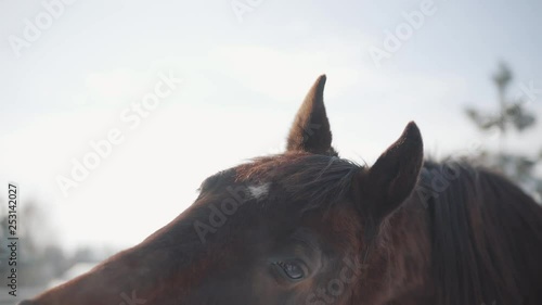 Yawning horse at country side close-up