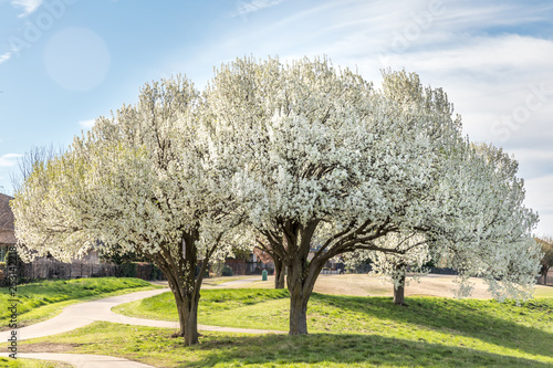 Photography Blooming Bradford pear trees in Texas