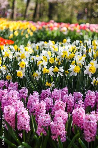 Wallpaper Mural  blooming spring flowers in the park Torontodigital.ca