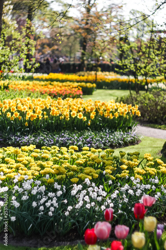 tulips in the park