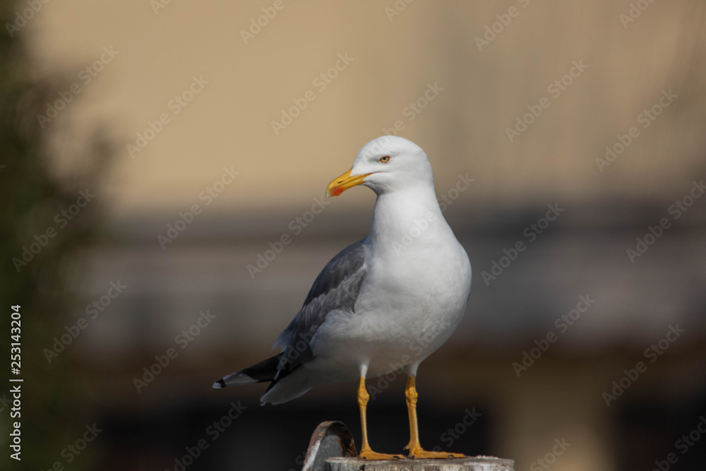Fototapeta premium Ritratto di Gabbiano reale