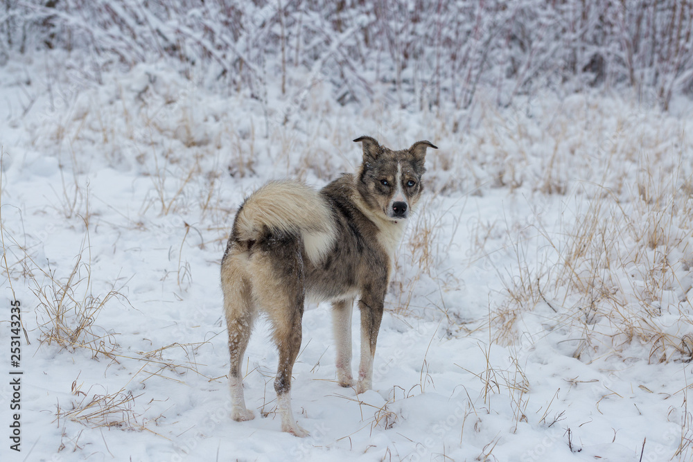 Naklejka premium Dogs play in the snow in winter, Beautiful portrait of a pet on a sunny winter day 