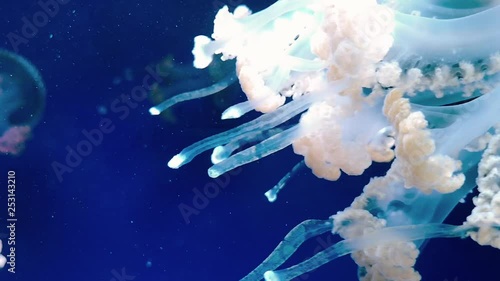 Spotted jelly (Mastigias papua) or Papuan jellyfish against blue background in ocean aquarium photo