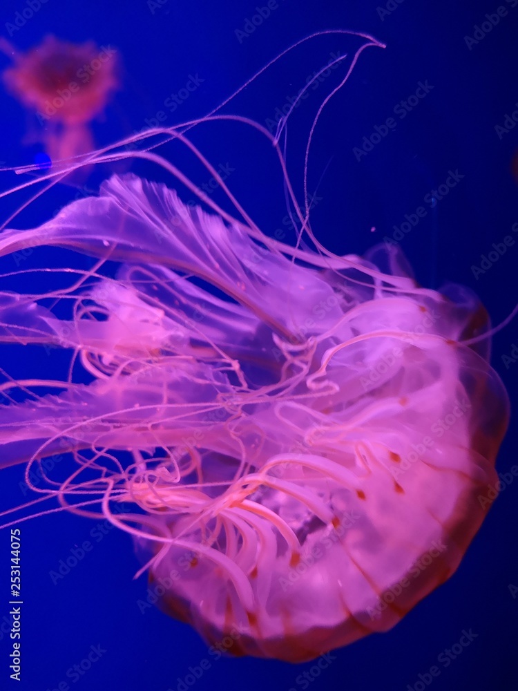 Fototapeta premium Jellyfish floating in water