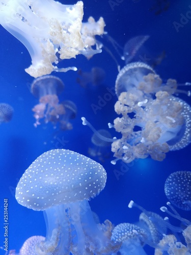 Jellyfish floating in water