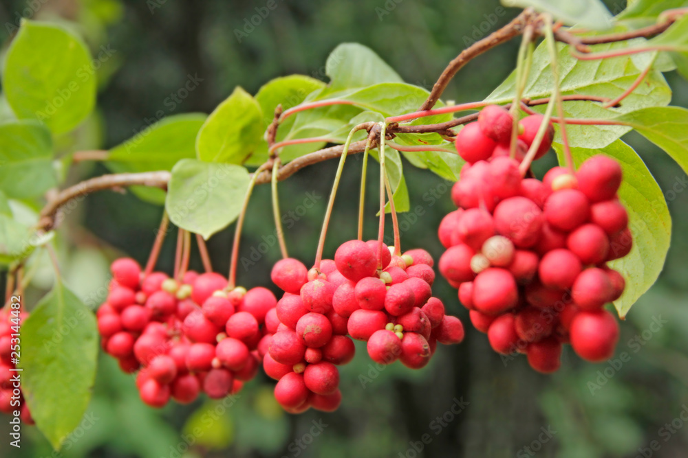 Red schisandra growing on branch in row. Ripe schizandra on liana in garden Red schisandra growing on branch in row. Ripe schizandra on liana in garden