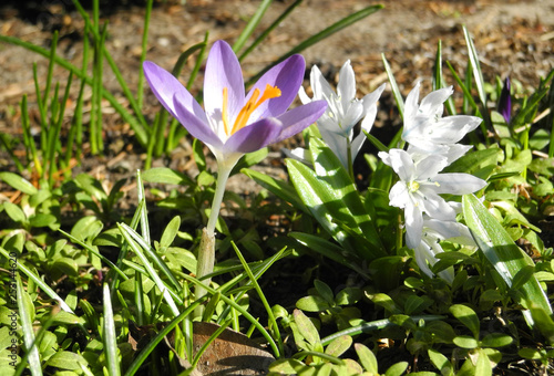 blooming crocus flowers outdoor spring motiv