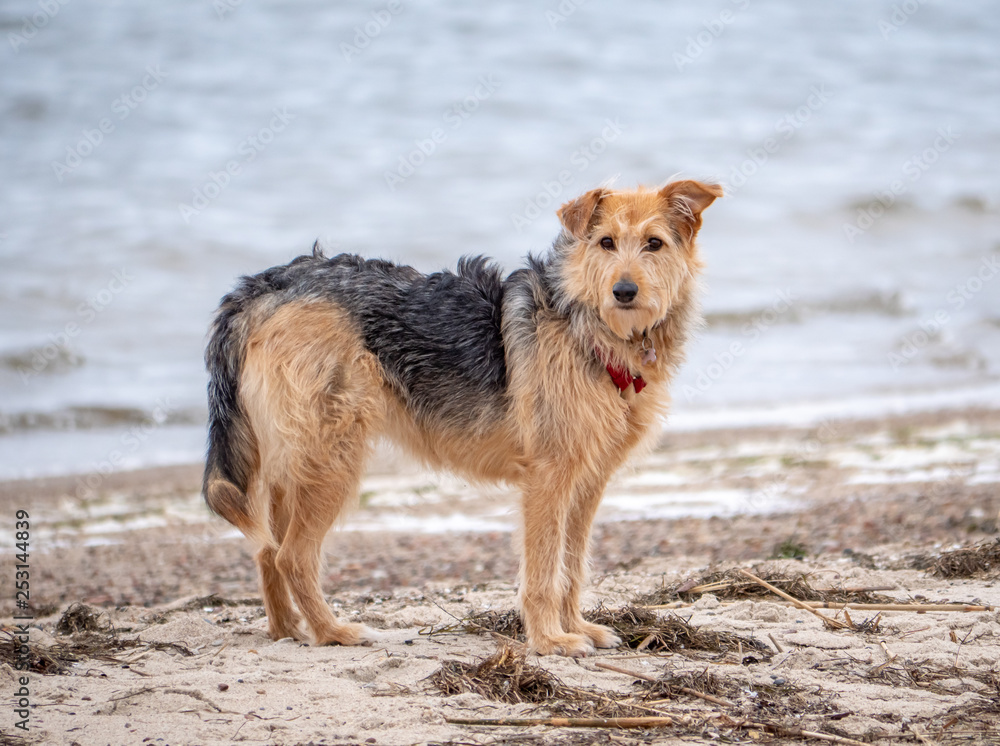 Cute dog on the walk on the beach