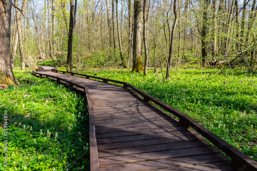 Wood path way among the spring forest at sunny day.