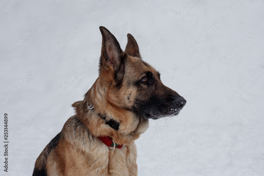 German shepherd with black mask is sitting on the white snow. Close up. Pet animals. German shepherd with black mask is sitting on the white snow. Close up. Pet animals.