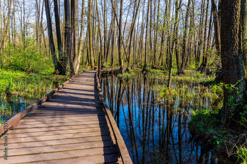 Wooden foot path across the marsh in spring forest at sunny day