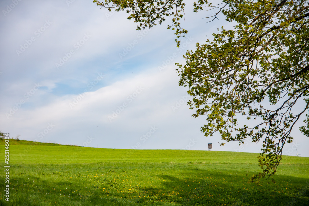 Fototapeta premium frisches Grün im Mai, am Waldrand