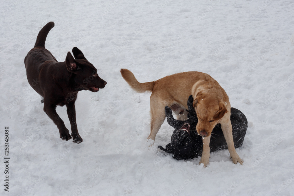 Two labrador retrievers and canadian golden retriever are playing on the white snow in the park. Pet animals. Two labrador retrievers and canadian golden retriever are playing on the white snow in the park. Pet animals.