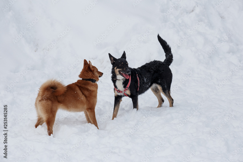 Cute shiba inu and black mongrel are playing on the white snow. Cute shiba inu and black mongrel are playing on the white snow.