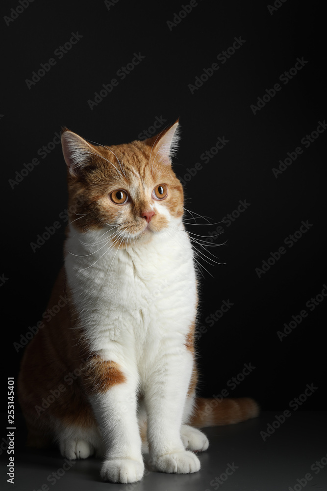 red male cat, walking towards camera, isolated in black