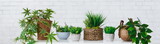 Collection of houseplants in pots over white wall