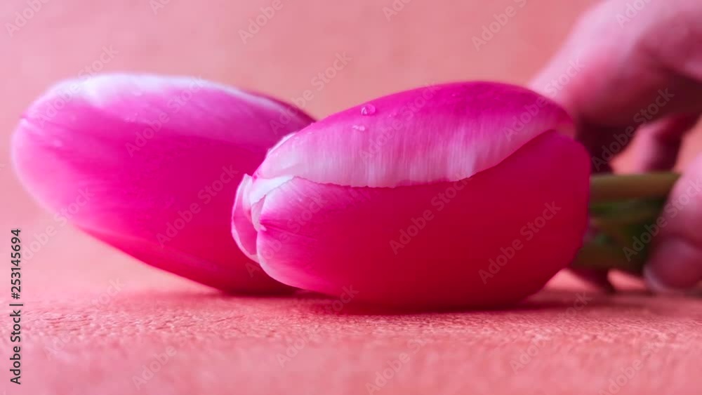 Female hand takes a bouquet of spring flowers (pink tulips) Female hand takes a bouquet of spring flowers (pink tulips)