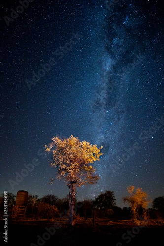 Milky way with tree in South Africa  © Felix