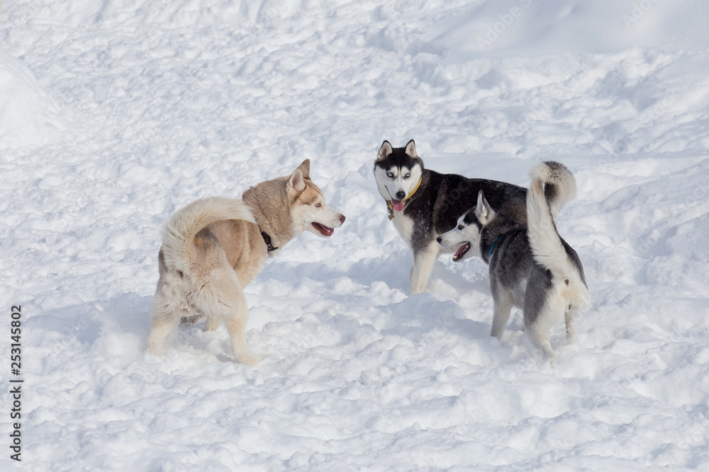 Two black and white siberian husky and sable siberian husky are playing on a white snow. Pet animals.