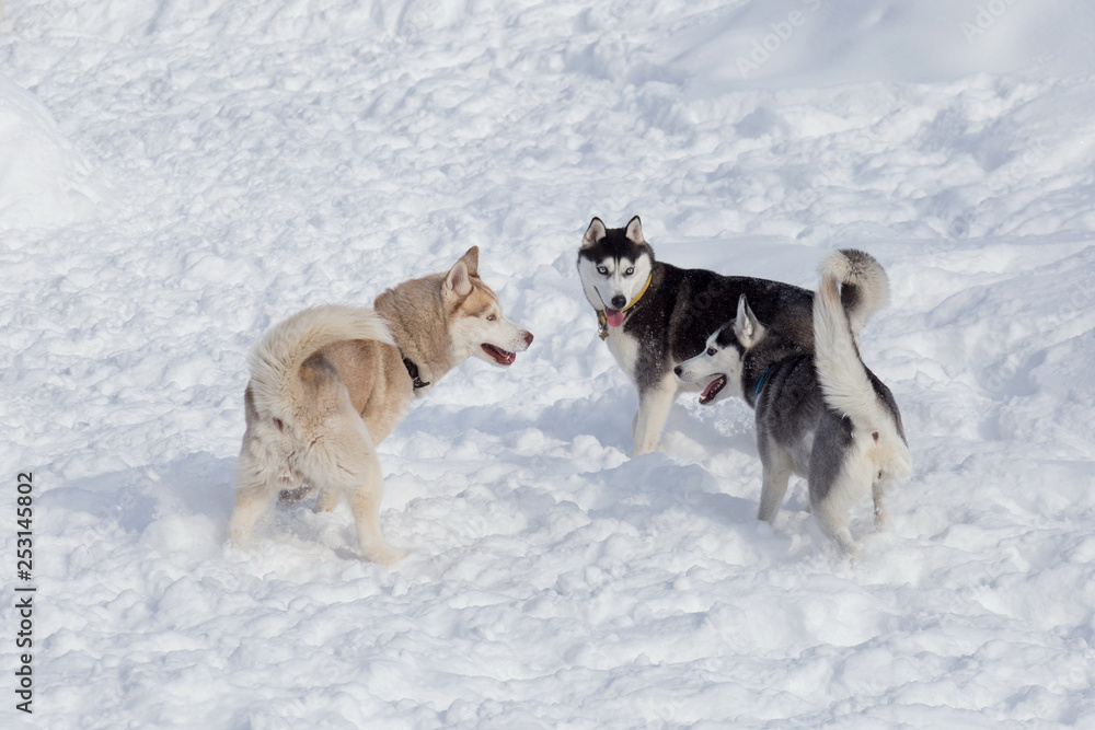 Two black and white siberian husky and sable siberian husky are playing on a white snow. Pet animals. Two black and white siberian husky and sable siberian husky are playing on a white snow. Pet animals.