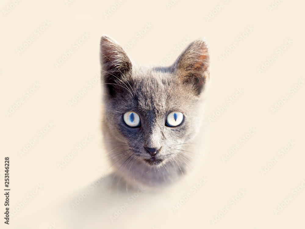 Portrait of a gray beautiful little kitten. Cute kitty looks at the camera