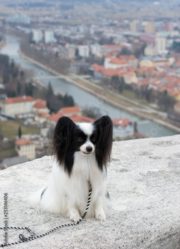 Outdoor portrait of Papillon dog, Continental Toy Spaniel, black and white. For the background is the city. Celje.