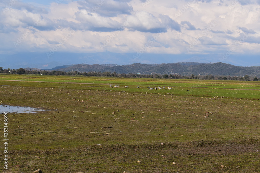 Pong Dam Lake Wildlife Sanctuary Himachal Pradesh Pong Dam Lake Wildlife Sanctuary Himachal Pradesh