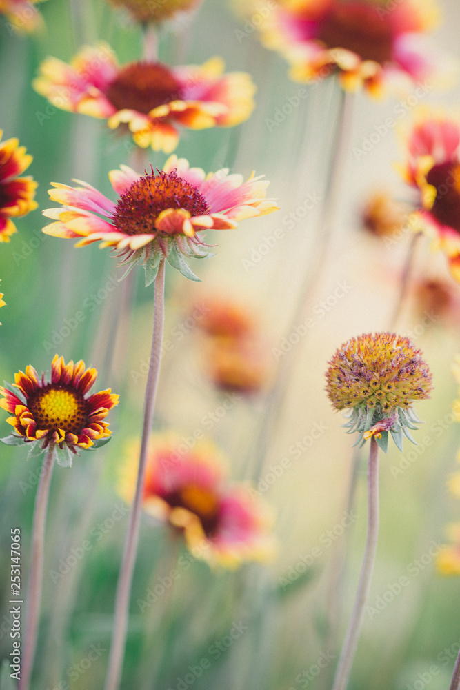 Glade orange rudbeckia flowers in summer garden Glade orange rudbeckia flowers in summer garden