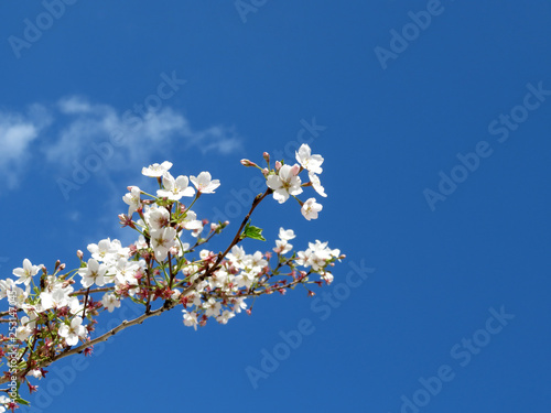 Cherry blossom in spring. Sakura flowers against blue sky with white clouds, background for romantic greeting card