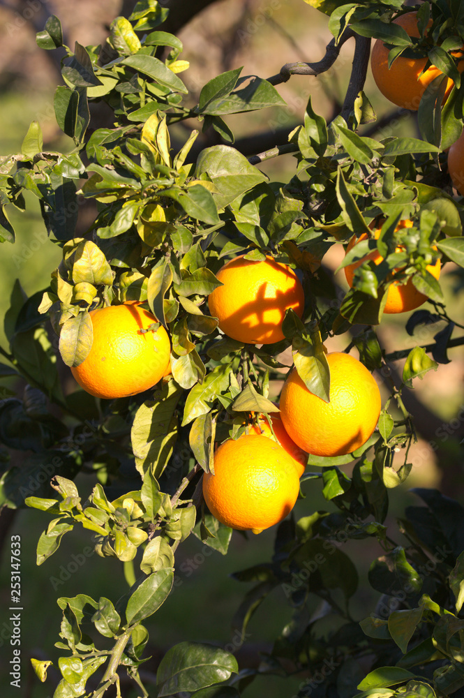 A few oranges in the branches of the tree A few oranges in the branches of the tree