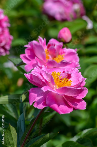 Close up of two magenta pink peonies in full bloom in a garden in a sunny day